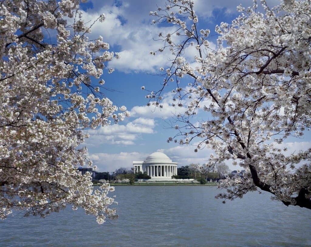 Cherry blossoms on a tree bloom out above the water.