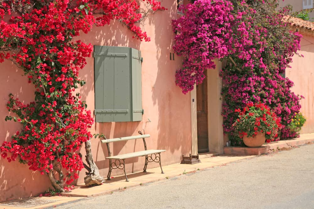 Exterior of a pink building covered in bright flowers. A bench sits in front of the building.